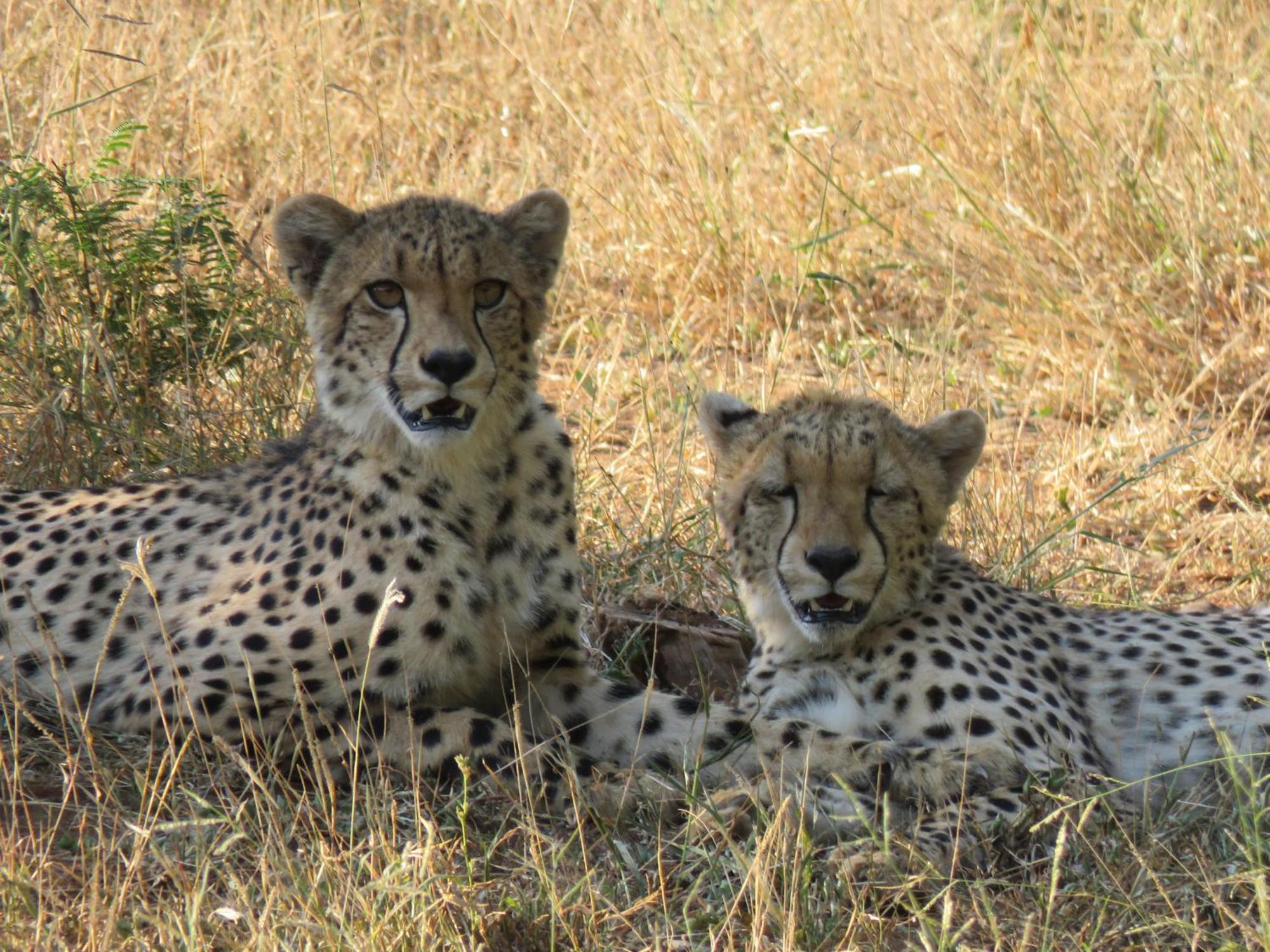 Sable Creek Safari Lodge Tzaneen Esterno foto